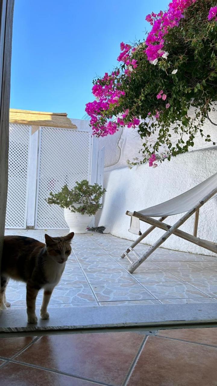Palm Tree Hill Konuk evi Oía Dış mekan fotoğraf
